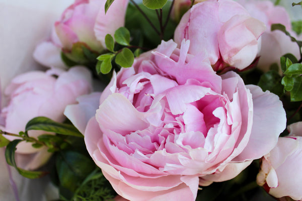 Close-up of the Peony Love Hand Tied bouquet by Wild About Flowers, showcasing premium light pink peonies with ruffled petals and lush greenery—a timeless floral gift.