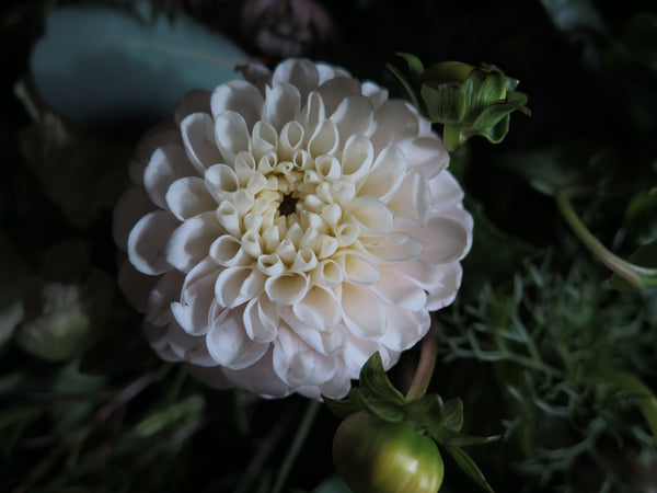 A close-up of a white dahlia flower with many petals bathed in soft lighting, adorned by lush garden foliages, evokes the tranquil and natural atmosphere of Wild About Flowers' 'From the Garden' Woodland Spray.